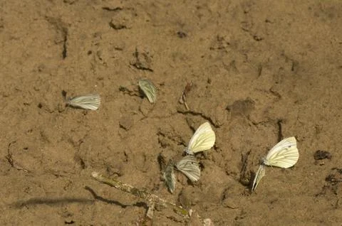 Cabbage butterflies Stock Photos