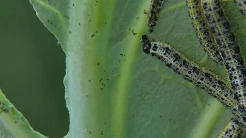 Cabbage butterfly caterpillar crawling on leaf vein Video stock 332662872