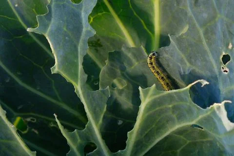Cabbage butterfly caterpillar eats cabbage leaves close-up, harmful insects Foto stock