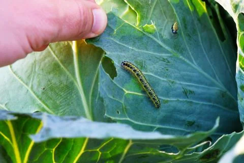 Cabbage butterfly caterpillar eats cabbage leaves close-up, harmful insects,  스톡 사진