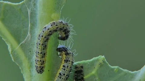 Cabbage butterfly caterpillars eating cabbage plant Video stock 332663274