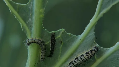 Cabbage butterfly caterpillars with empty larval skin close up Video stock 332663973