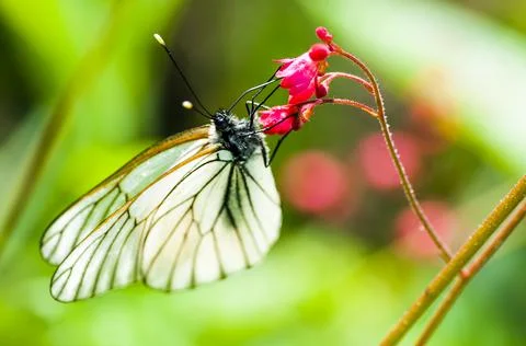 A cabbage butterfly close-up, single Stock Photos