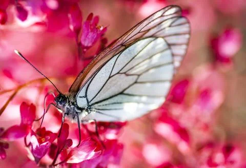 A cabbage butterfly close-up, single Stock Photos