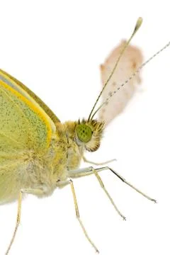 Cabbage butterfly in closeup Stock Photos