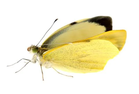 Cabbage butterfly in closeup Foto stock