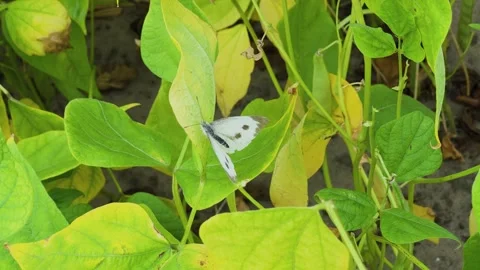 Cabbage butterfly damages plants, close-up Stock Footage 306163601