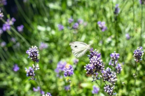 Cabbage butterfly drinking from lavender Stock Photos