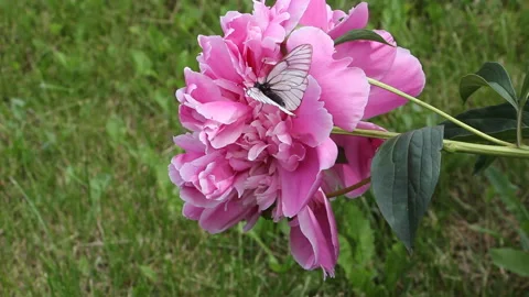 Cabbage butterfly drinking nectar on a pink peony in the summer garden Vidéo 121241994