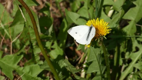 A cabbage butterfly eats nectar on a dandelion flower. Vídeo Stock 145933282
