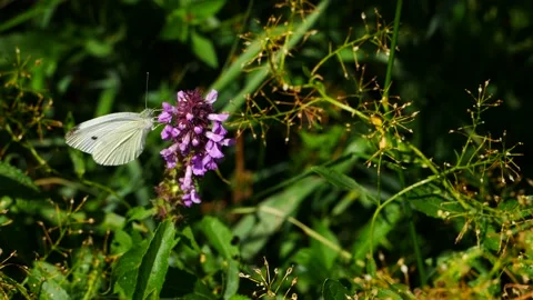 Cabbage butterfly eats nectar on a purple flower Video stock 157625220