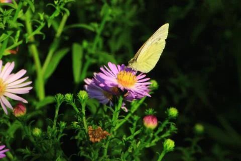 Cabbage butterfly to enjoy nectar Fotos de archivo