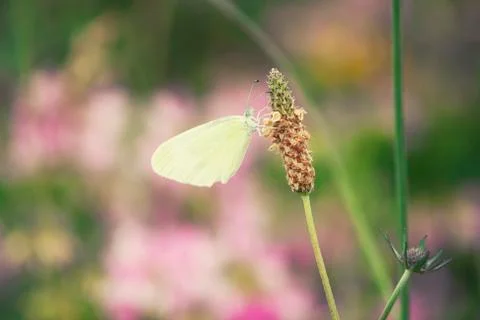 Cabbage butterfly on a grass Stock Photos