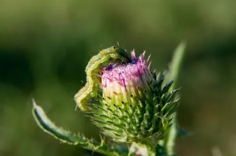 Cabbage butterfly larva Stock Photos