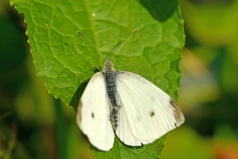 Cabbage butterfly on a leaf Stock Photos