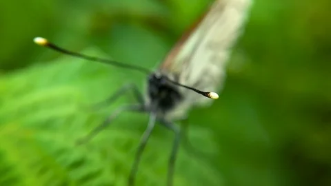 Cabbage butterfly macro. smooth hitting the camera on a butterfly Stock-Footage 98826568