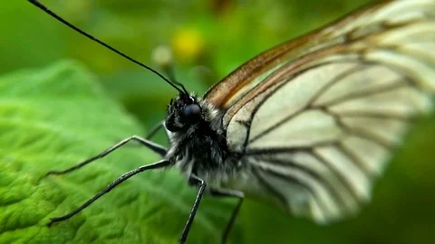 Cabbage butterfly macro. smooth hitting the camera on a butterfly Stock Footage 98826650
