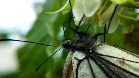 Cabbage butterfly macro. smooth hitting the camera on a butterfly Stock-Footage 98826690