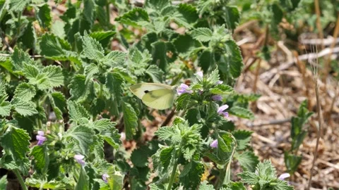 Cabbage butterfly or Large white (Pieris brassicae) feeding from flower Stock Footage 327236350