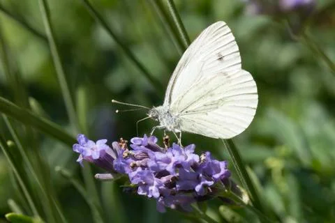 Cabbage Butterfly Stock Photos