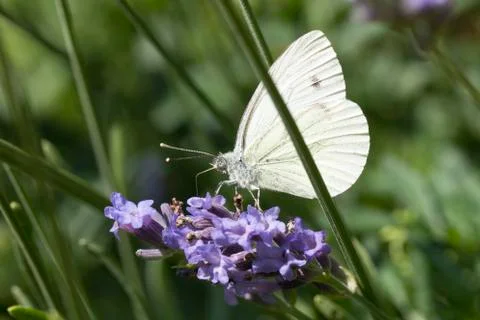 Cabbage Butterfly Stock Photos