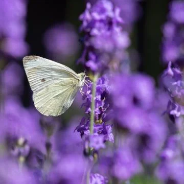 Cabbage butterfly Stock Photos