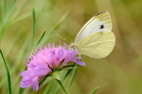 Cabbage Butterfly Stock Photos