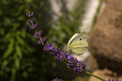 Cabbage butterfly Stock Photos