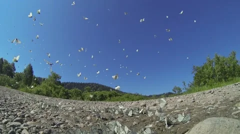 Cabbage butterfly pierid Stock Footage 68928224