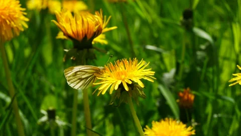 A cabbage butterfly pollinates a blooming dandelion in the wind. Stock Footage 154204249
