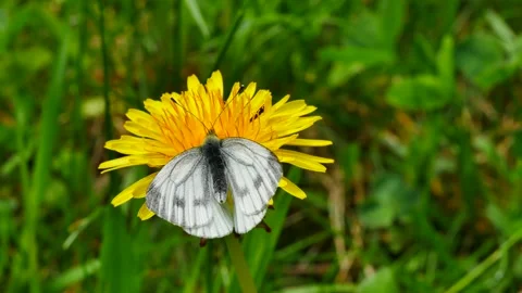 The cabbage butterfly pollinates the dandelion. 動画素材 154204273