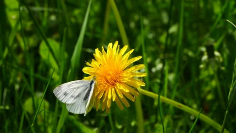 A cabbage butterfly pollinates a flowering dandelion. Vídeo Stock 154204090