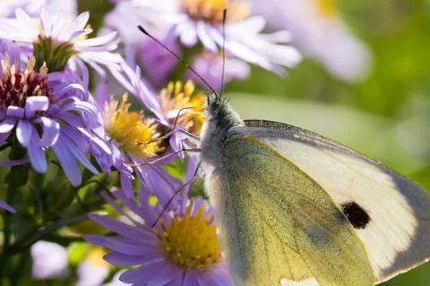 The cabbage butterfly sitting on a flower Stock Photos