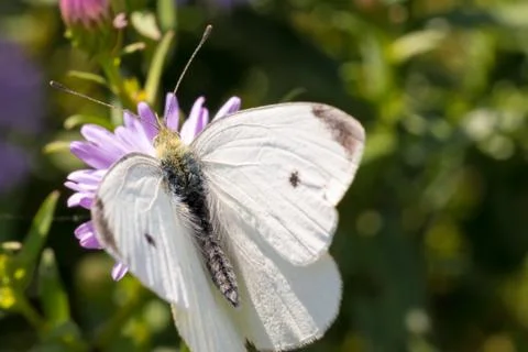 The cabbage butterfly sitting on a flower Stock Photos