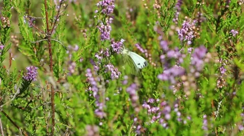 Cabbage butterfly in the wild Stock Footage 8600781