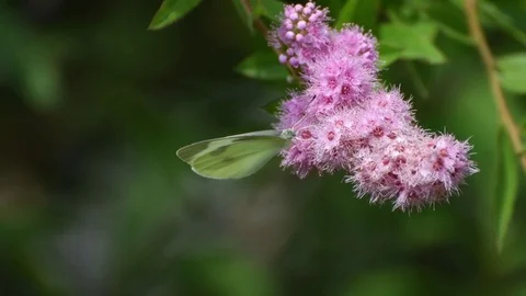 Cabbage butterfly &amp; Willow-leaf spirea flowers Stock Footage 83470007