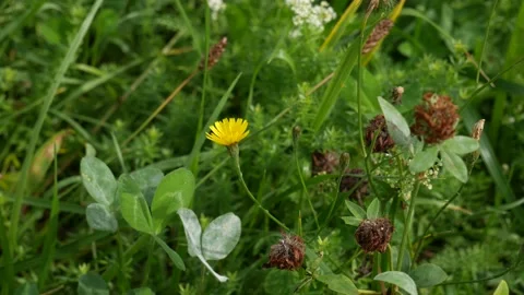 A cabbage butterfly on a yellow flower eats nectar. 動画素材 146734758