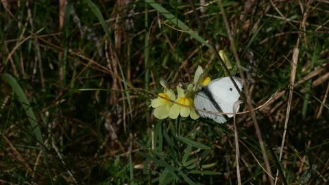 A cabbage butterfly on a yellow flower eats nectar. Video stock 147740564