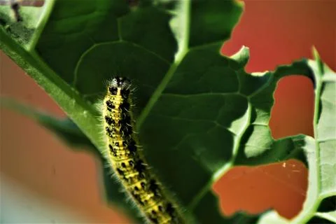 Cabbage caterpillar on a green cabbage leaf Stock Photos