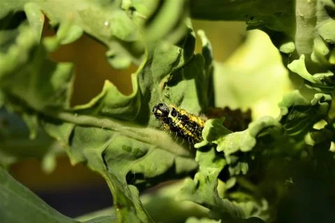 Cabbage caterpillar in the inside of a green cabbage leaf Stock Photos