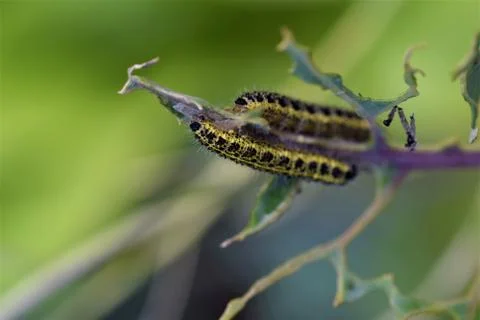 Cabbage caterpillars on a green cabbage leaf Foto stock