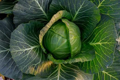 Cabbage close up. Cabbage is grown in open ground and in greenhouses. Stock Photos