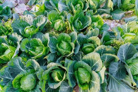 Cabbage close up on the field, a small weed growing between the cabbage. Stock Photos