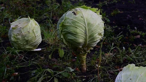 Cabbage close-up Stock Footage 116434598