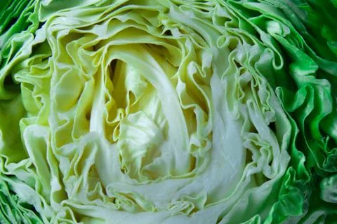 Cabbage close-up. Texture of chopped cabbage Stock Photos