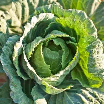 Cabbage close up with water drop on it's leaf Stock Photos