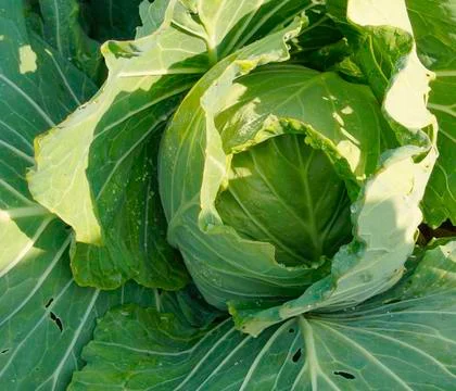 The cabbage closeup Stock Photos