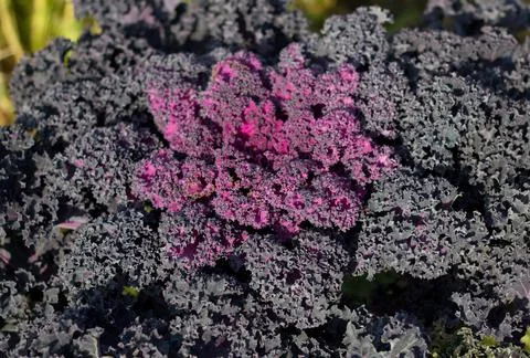 Cabbage colored decorative planted in garden, bloomed and adorns the garden Stock Photos