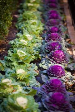 Cabbage colored Stock Photos