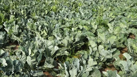 Cabbage, comprising several cultivars of Brassica oleracea, is a leafy green, Stock Footage 166399037
